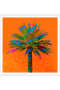 The Palm